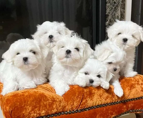 cuccioli maltesi bianco ghiaccio | Foto 0