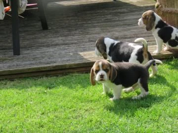 cuccioli di beagle con pedigree e test genetici | Foto 2
