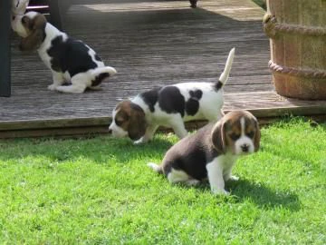 cuccioli di beagle con pedigree e test genetici