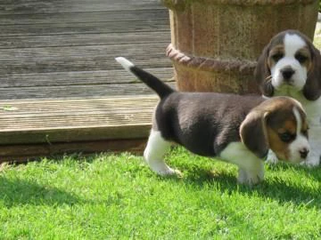 cuccioli di beagle con pedigree e test genetici | Foto 1