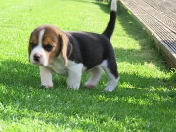 cuccioli di beagle con pedigree e test genetici | Foto 0