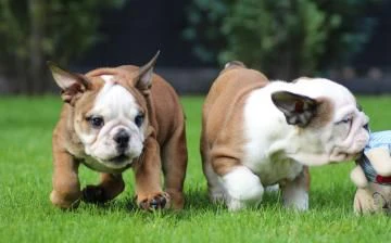 disponibili cuccioli di bulldog inglese | Foto 0