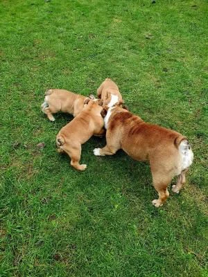 disponibili cuccioli di bulldog inglese