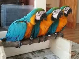 macaw /ara pappagalli in vendita