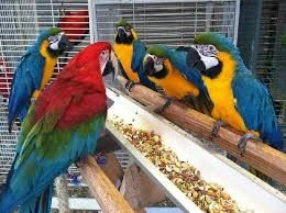 macaw /ara pappagalli in vendita | Foto 0