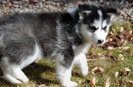 bellissimi cuccioli di siberian husky occhi azzurri.