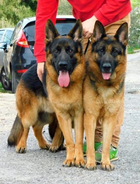 cuccioli di pastore tedesco con pedigree enci  | Foto 0