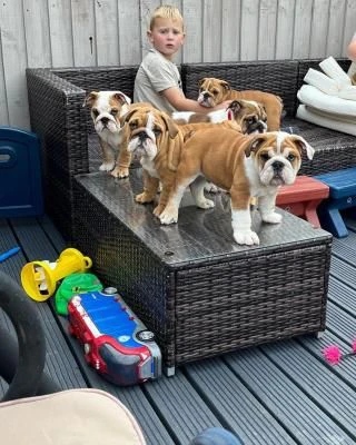 cuccioli di bulldog inglese in adozione