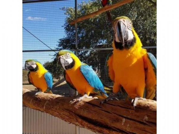 pappagalli ara blu e dorati | Foto 0