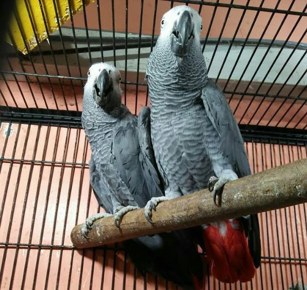 pappagalli cenerini parlanti | Foto 0