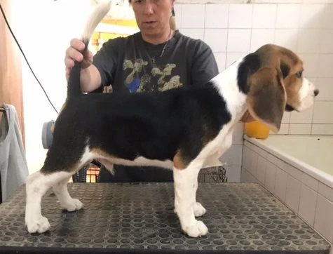 cucciolo beagle | Foto 1