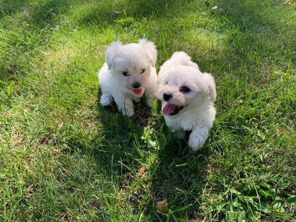 dolcissimi cuccioli maltesi di razza pura | Foto 0