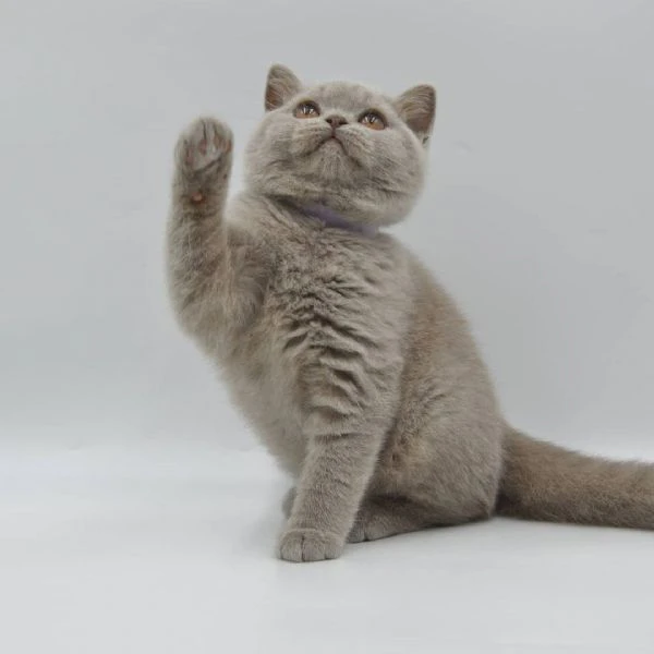gatti british shorthair!! | Foto 0