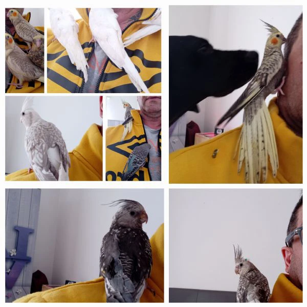 pappagalli esotici esemplari