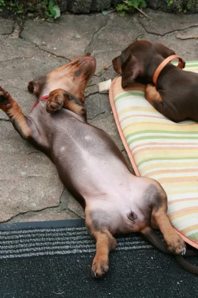 due meravigliosi cuccioli di bassotto | Foto 1