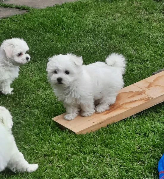 dolcissimi cuccioli maltesi di razza pura | Foto 0