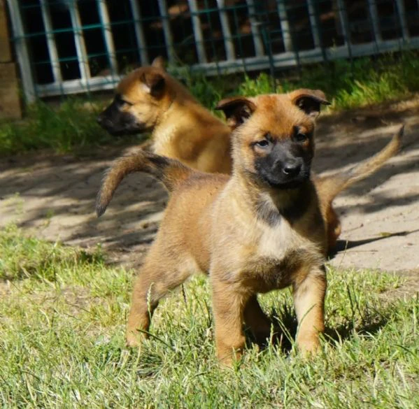 disponibili cuccioli di pastore belga malinois. i ... | Foto 1