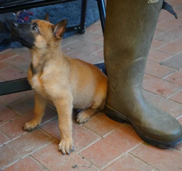 disponibili cuccioli di pastore belga malinois. i ... | Foto 0