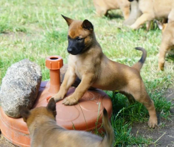 disponibili cuccioli di pastore belga malinois. i ...