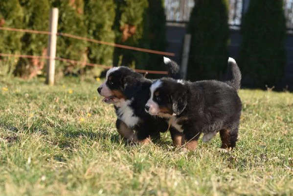 bovari del bernese - cuccioli altissima genealogia | Foto 1