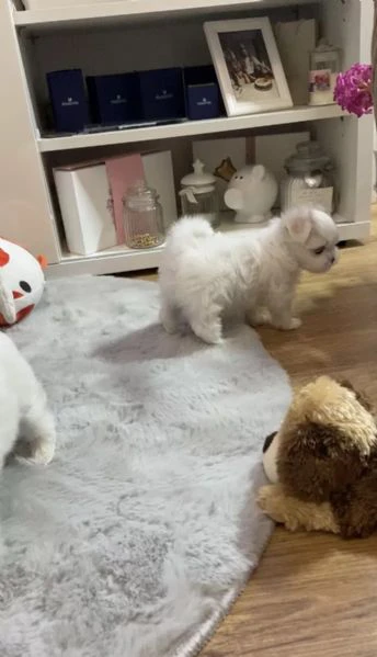 cuccioli di maltese toy con pedigree