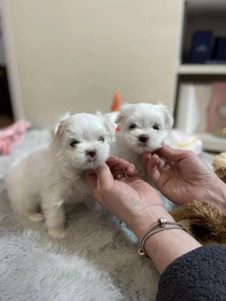 cuccioli di maltese toy con pedigree | Foto 0