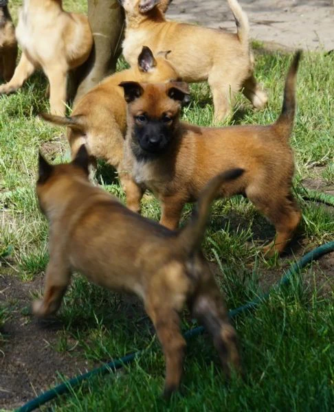  cuccioli di pastore belga malinois | Foto 0