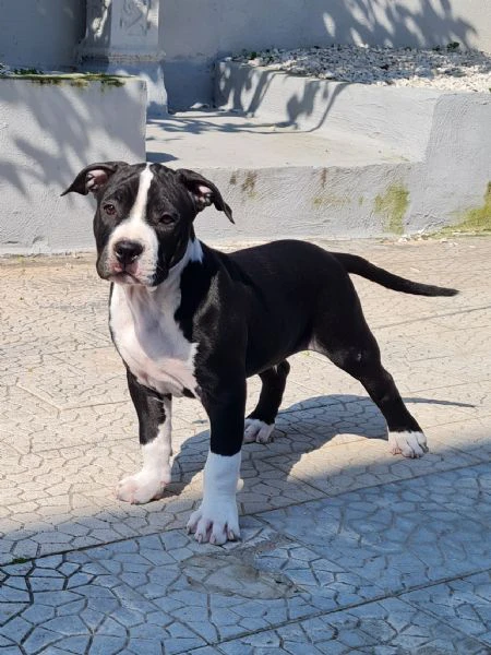 cuccioli  pitbull  2 mesi con pedigree  | Foto 3