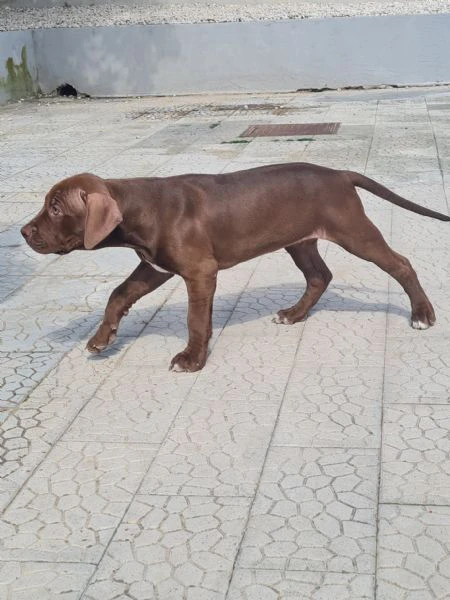 cuccioli  pitbull  2 mesi con pedigree  | Foto 2