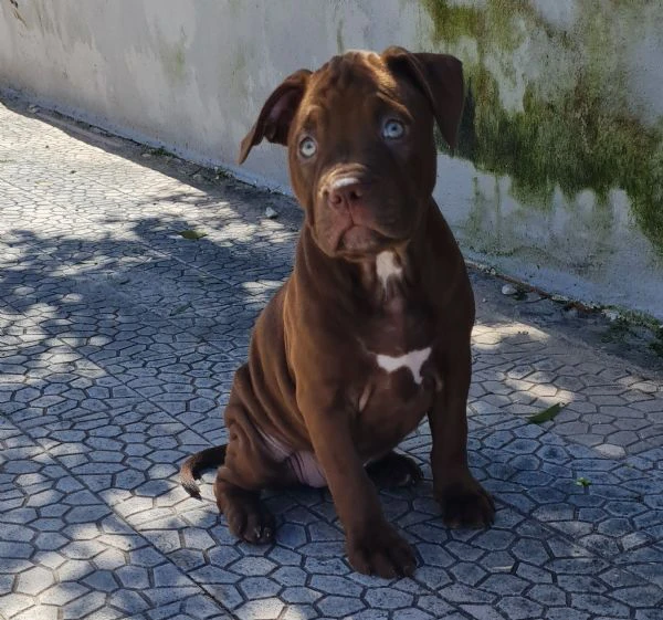 cuccioli  pitbull  2 mesi con pedigree  | Foto 0