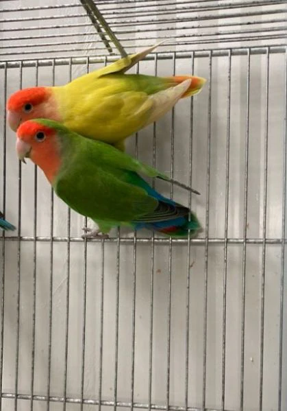 pappagalli inseparabili roseicollis pulli trattabili