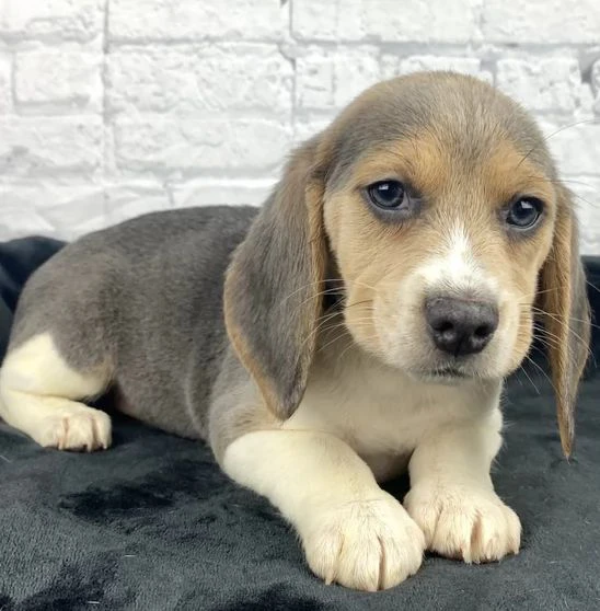 cuccioli di beagle | Foto 0