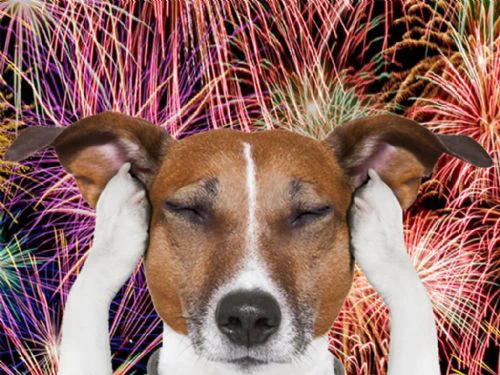 Cani e botti di Capodanno