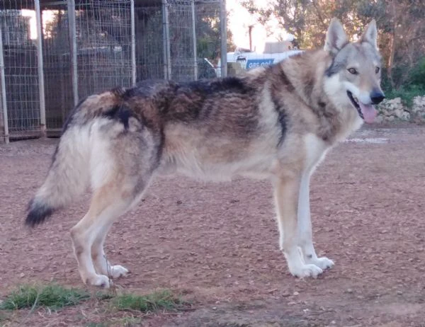 cane da lupo cecoslovacco super cuccioli pedigree  | Foto 4