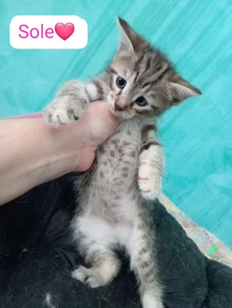 gattini di due mesi in adozione  | Foto 4