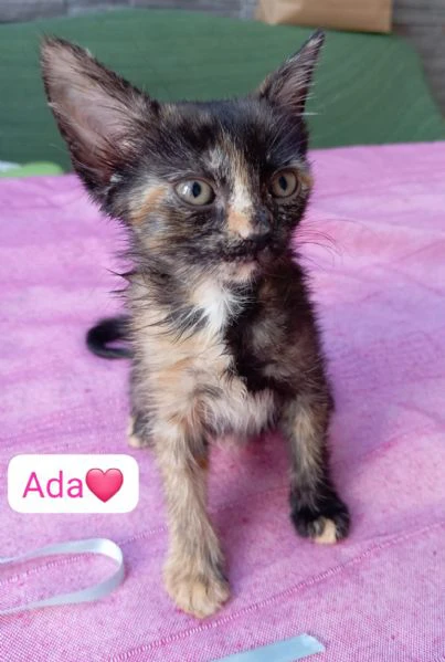 gattini di due mesi in adozione  | Foto 3