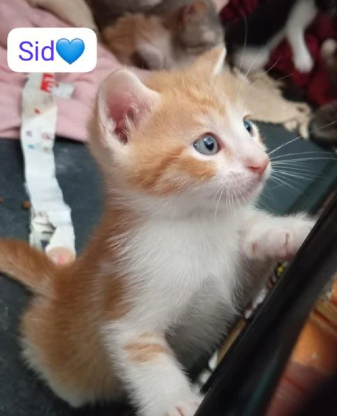 gattini di due mesi in adozione  | Foto 0