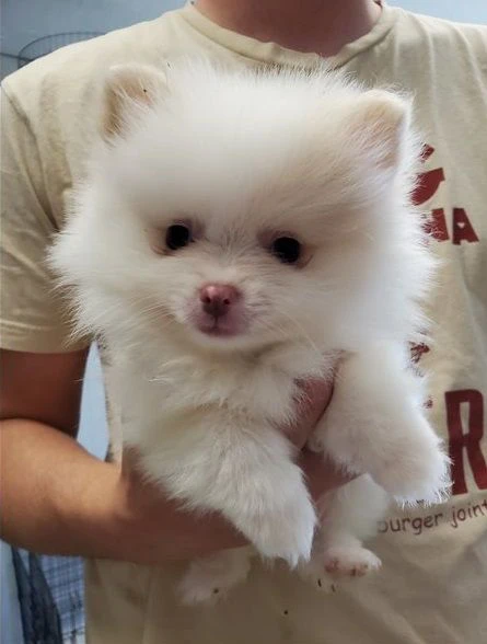 cuccioli di volpino bianco adozione gratuita