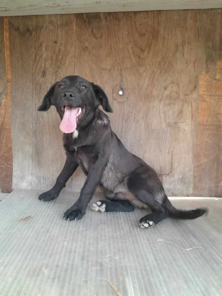 dolci cagnolini taglia medio piccola in regalo in tutta italia | Foto 2