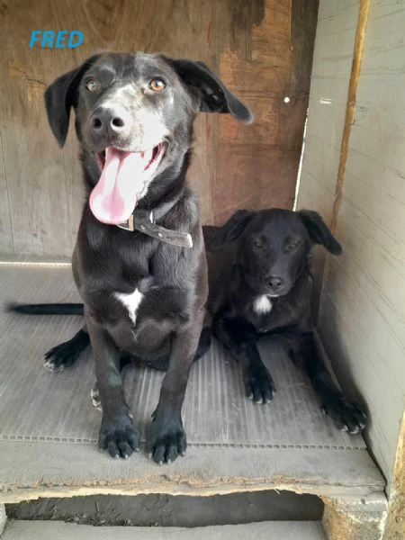 dolci cagnolini taglia medio piccola in regalo in tutta italia | Foto 0