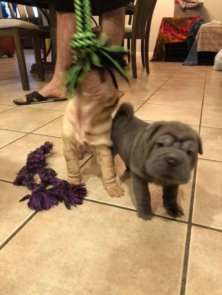 due bellissimi cuccioli di shar pei