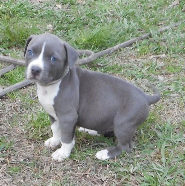 cuccioli di american staffordshire terrier maschi e femmine