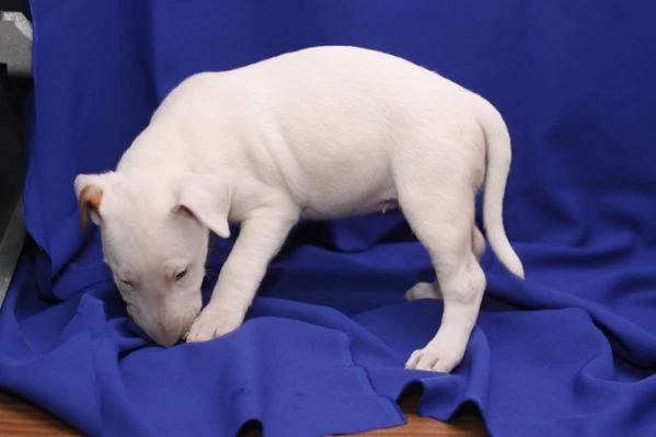 incredibili cuccioli di bull terrier.