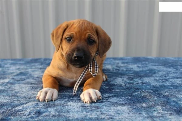 splendidi cuccioli di rhodesian ridgeback