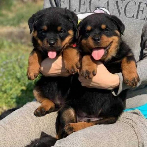 cuccioli di rottweiler super adorabili.