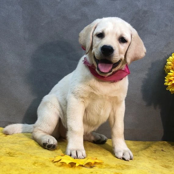 due cuccioli di labrador retriever