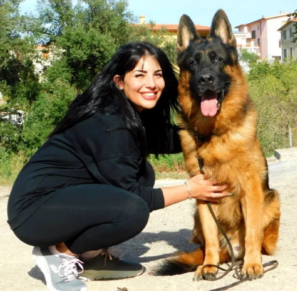 cuccioli di pastore tedesco con pedigree enci 