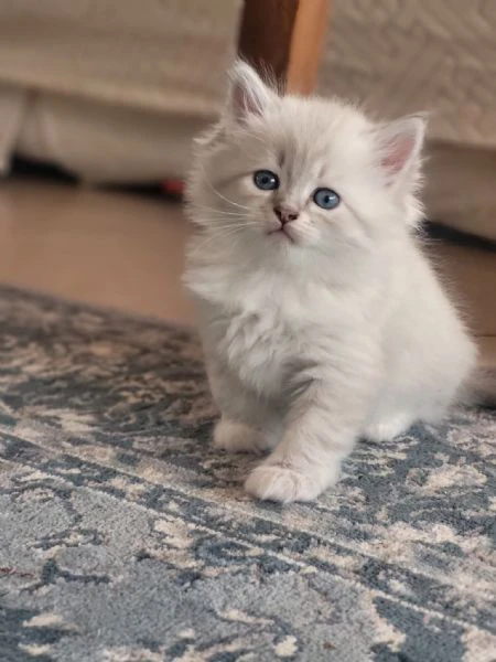 siberiani gattini ipoallergenici  | Foto 2