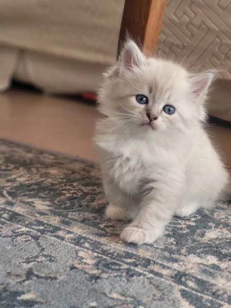 siberiani gattini ipoallergenici  | Foto 1