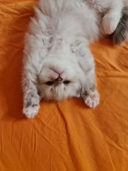 siberiani gattini ipoallergenici  | Foto 0